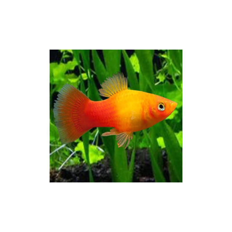Xiphophorus maculatus Platy sunset lot de 3